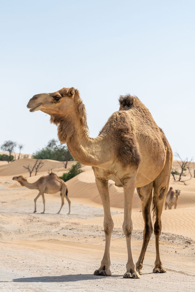 Camel-Cards