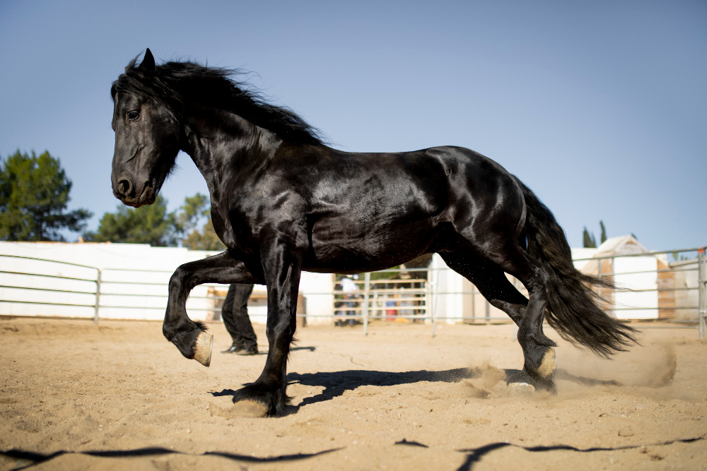 Essential Supplements for Horses in Qatar