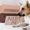 Adopting a Pet in Qatar - What You Need to Know