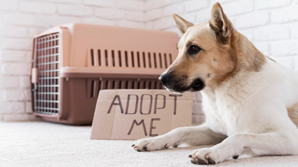 Adopting a Pet in Qatar - What You Need to Know