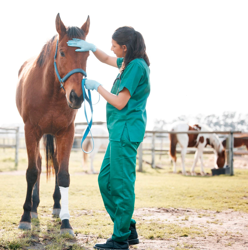 Equine-care