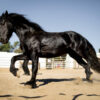Essential Supplements for Horses in Qatar - What You Need to Know