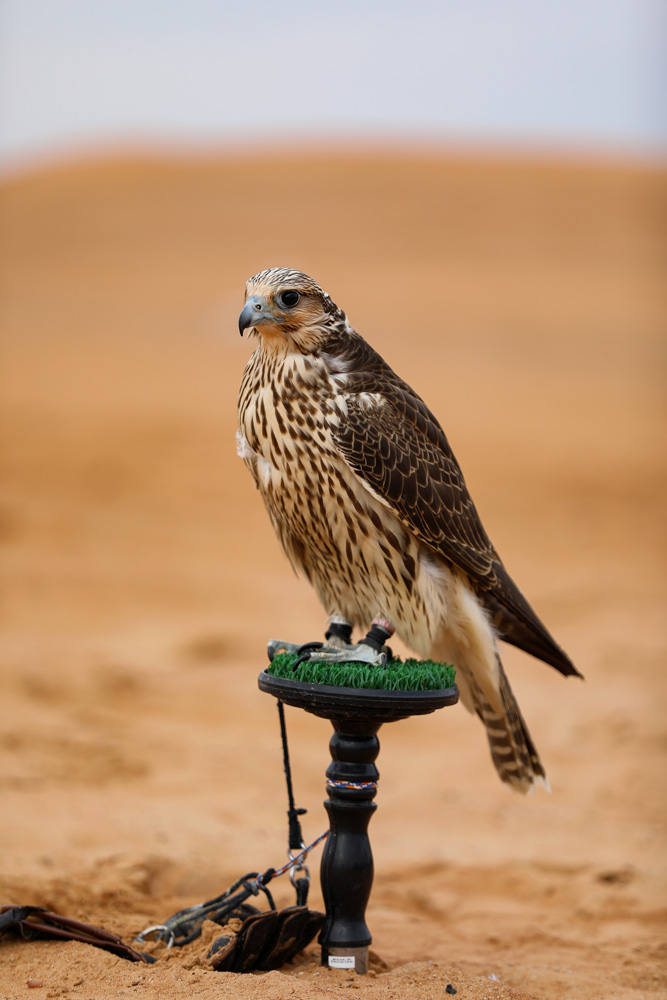 Falcons-&-birds-card1
