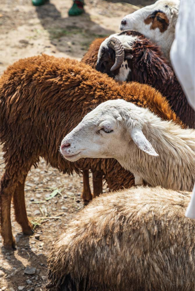 Livestock-Card2