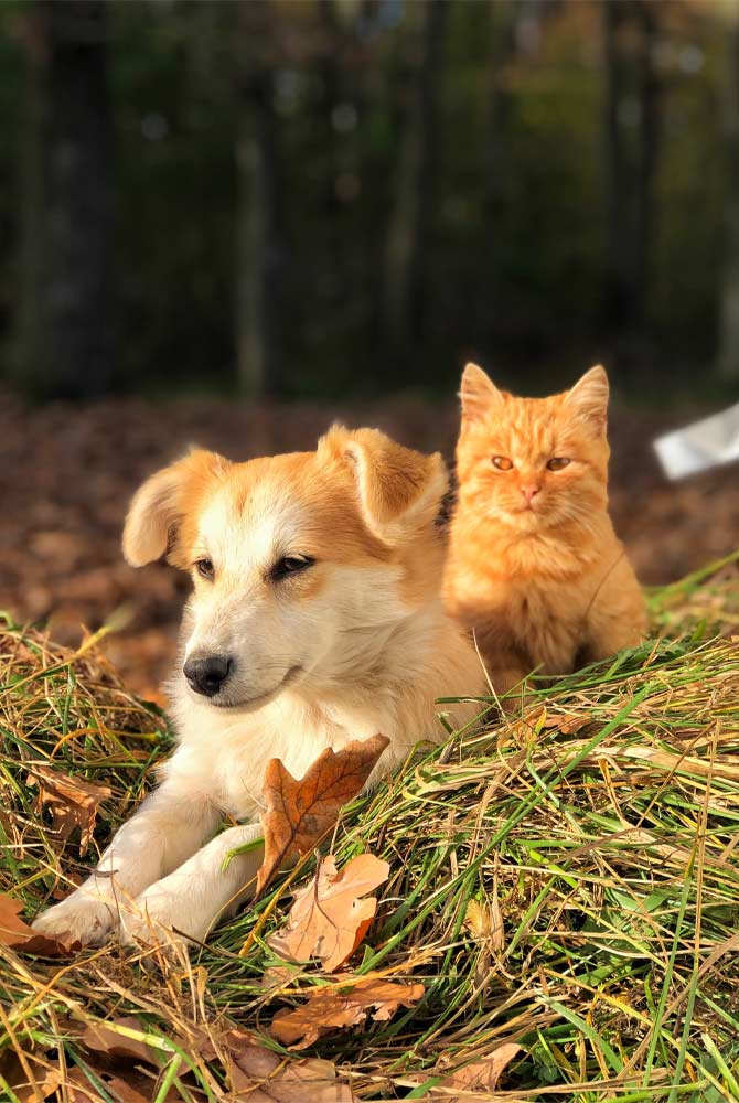 Pets-Cards