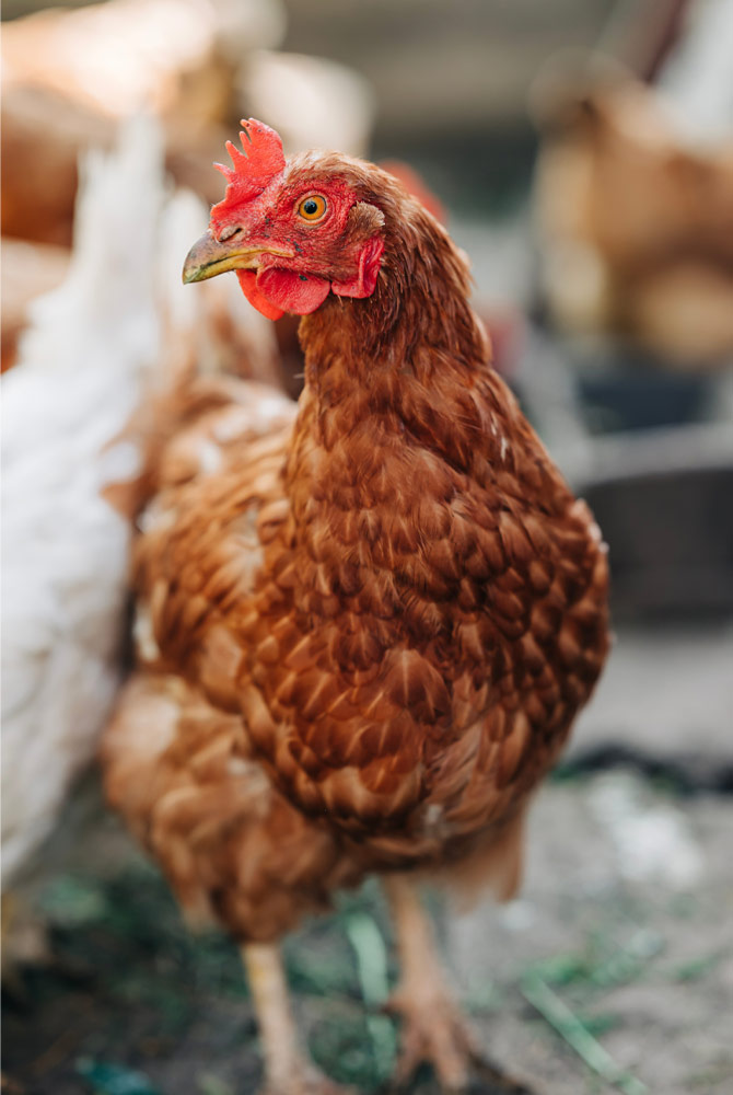 Poultry-Card