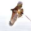 The Rich Tradition of Falconry in Qatar - A Heritage to Cherish