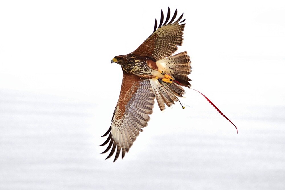 The Rich Tradition of Falconry in Qatar - A Heritage to Cherish