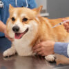 As a loving pet owner in Qatar, keeping your furry friend happy and healthy is your top priority. One of the most effective ways to protect your pet from common illnesses is through timely pet vaccinations in Qatar. Vaccines not only safeguard your pet’s health but also help prevent the spread of diseases to other animals and even humans in some cases. In this comprehensive guide, we’ll explain the importance of pet vaccinations and provide a vaccination schedule tailored to Qatar’s climate and lifestyle. Why Vaccinations Are Crucial for Your Pet Vaccinations act as a shield, protecting your pets from life-threatening diseases such as rabies, distemper, and parvovirus. They work by boosting your pet’s immune system, allowing it to fight off harmful pathogens if exposed. Without proper vaccinations, your pet is vulnerable to infections that can result in severe illness or even death. In Qatar, the climate and local environment can expose pets to unique health risks, including heat-related illnesses and parasites that may carry diseases. Regular veterinary services in Qatar, such as vaccinations, are a vital part of your pet’s preventive care routine, ensuring it stays healthy year-round. Core vs. Non-Core Vaccines Vaccines for pets are typically divided into two categories: core vaccines and non-core vaccines. Core Vaccines Core vaccines are essential for all pets, regardless of their age, breed, or lifestyle. These include: - Rabies - Canine distemper (for dogs) - Parvovirus (for dogs) - Feline viral rhinotracheitis (for cats) - Feline calicivirus (for cats) - Panleukopenia (for cats) Non-Core Vaccines Non-core vaccines are recommended based on your pet's risk factors, such as lifestyle, breed, and exposure to other animals. Examples include: - Leptospirosis (for dogs) - Bordetella (kennel cough, for dogs) - Feline leukemia virus (FeLV, for cats) Vaccination Schedule for Pets in Qatar Below is a general vaccination schedule tailored for pets in Qatar. Always consult your veterinarian to determine the best plan for your pet’s specific needs. For Puppies (Dogs) 6–8 Weeks: - DHPP (Distemper, Hepatitis, Parainfluenza, Parvovirus) - Optional: Bordetella (if frequenting daycare or boarding facilities) 2. 10–12 Weeks: - DHPP (Booster) - Leptospirosis 3. 14–16 Weeks: - DHPP (Booster) - Rabies 4. Annually: - DHPP - Rabies - Optional: Leptospirosis, Bordetella For Kittens (Cats) 6–8 Weeks: - FVRCP (Feline Viral Rhinotracheitis, Calicivirus, Panleukopenia) 2. 10–12 Weeks: - FVRCP (Booster) - FeLV (if exposed to outdoor cats) 3. 14–16 Weeks: - FVRCP (Booster) - Rabies 4. Annually: - FVRCP - Rabies - Optional: FeLV Vaccination Tips for Pet Owners in Qatar Plan Ahead: Keep a record of your pet’s vaccinations and schedule regular visits to your veterinary clinic in Doha to ensure they stay up to date. 2. Avoid Heat Stress: Schedule vaccinations during cooler parts of the day, especially in Qatar’s hotter months, to reduce stress on your pet. 3. Check for Local Regulations: Rabies vaccination is mandatory in Qatar, and you’ll need proof for travel or registration purposes. 4. Monitor Post-Vaccination: After a vaccination, observe your pet for any signs of an allergic reaction, such as swelling, lethargy, or loss of appetite. If you notice anything unusual, contact your Doha vet clinic immediately. Frequently Asked Questions (FAQs) Are vaccinations safe for my pet? Yes, vaccinations are safe and highly effective. Side effects are rare and usually mild, such as slight swelling at the injection site or temporary fatigue. 2. Can indoor pets skip vaccinations? No, even indoor pets need vaccinations. Diseases like rabies and distemper can be transmitted through other animals or pests, such as stray animals or insects. 3. What if I miss a vaccination appointment? If you miss an appointment, consult your veterinarian in Qatar to reschedule as soon as possible. Depending on the vaccine, delays may require restarting a vaccination series. Trust First Vet for Your Pet’s Vaccination Needs At First Vet in Doha, we provide high-quality pet vaccines for your convenience. Ensure your pet's health with First Vet’s vaccines and the expert care of the vet for the vaccination services!