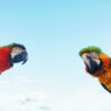 exotic-pets-care