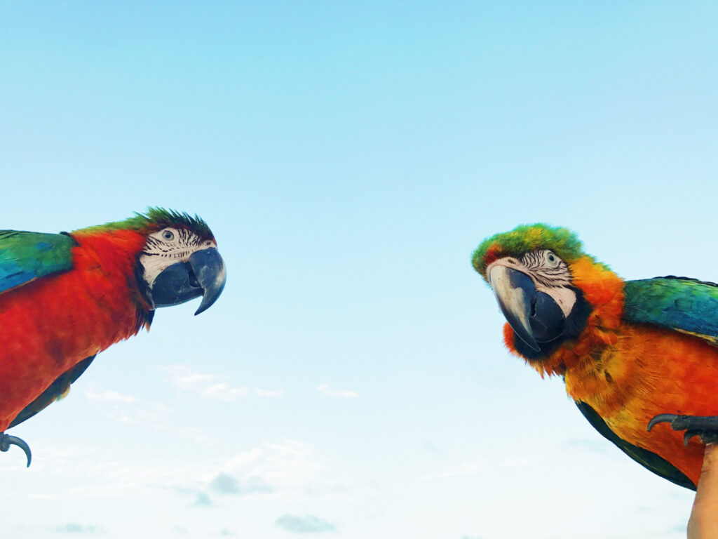 exotic-pets-care
