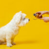 pet-suppliment-first-vet-doha-qatar