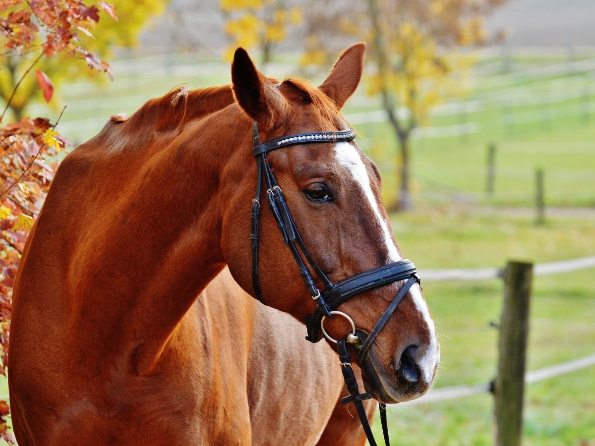 Horse Joint Supplement