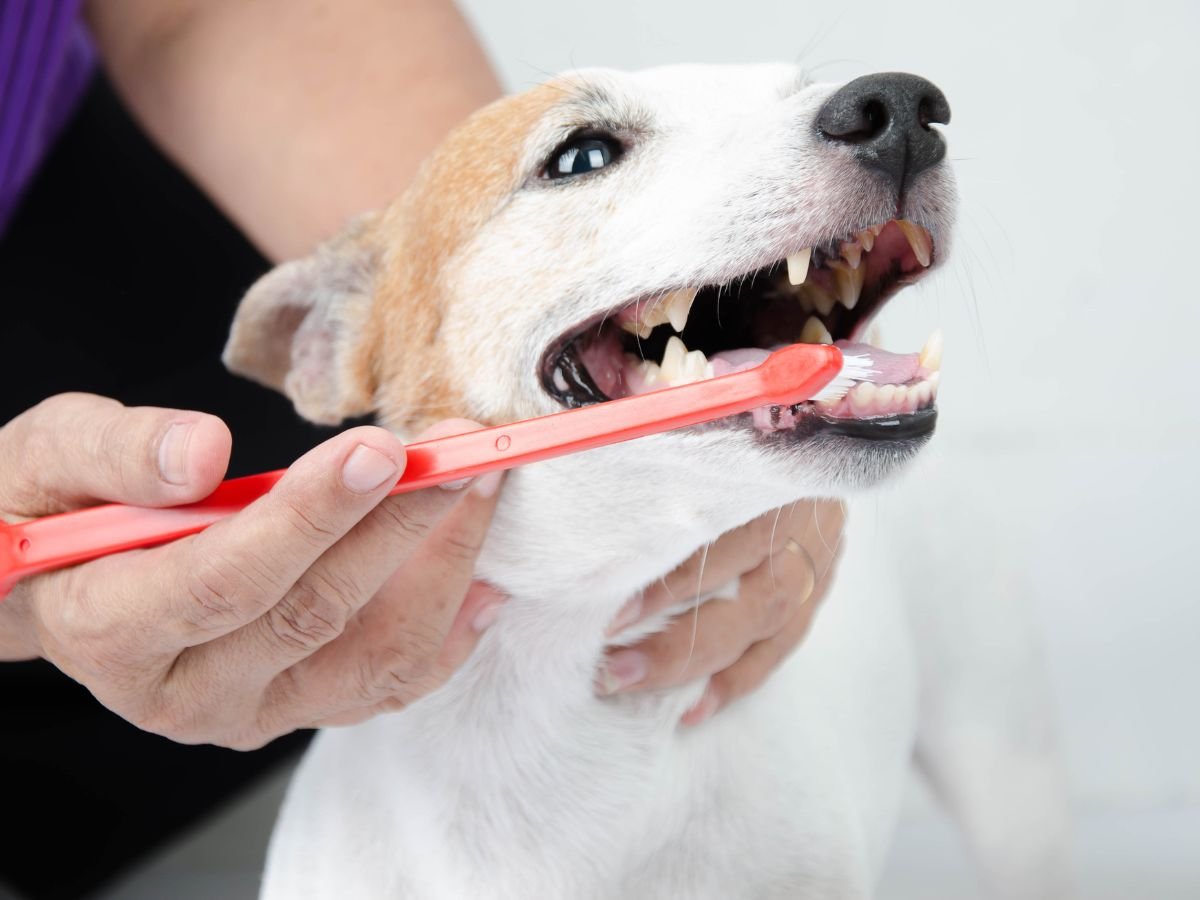 Pet Dental Hygiene