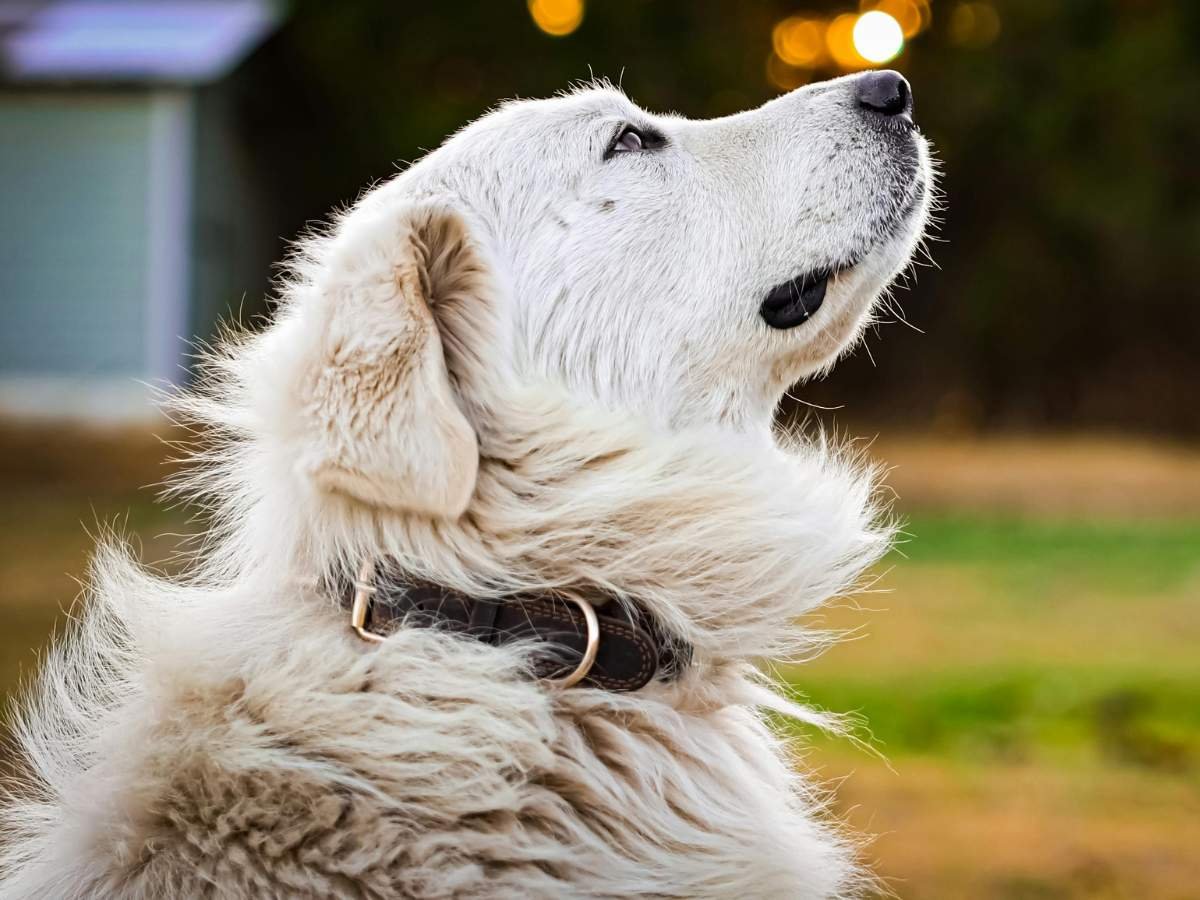 Pet Collar