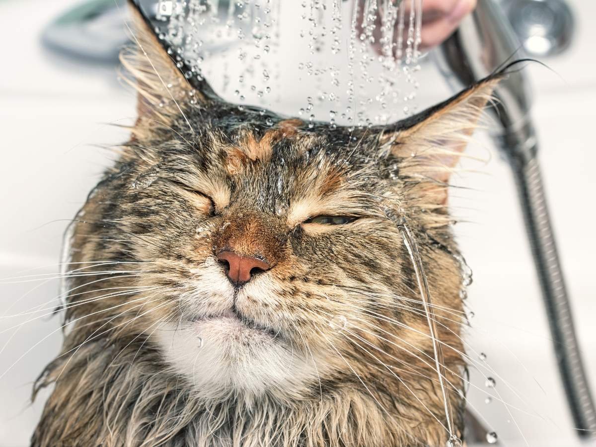 bathing your cat
