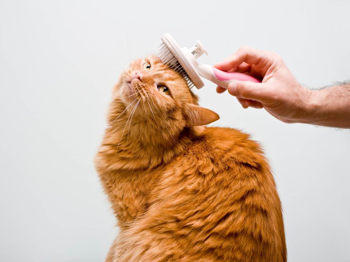 pet grooming products