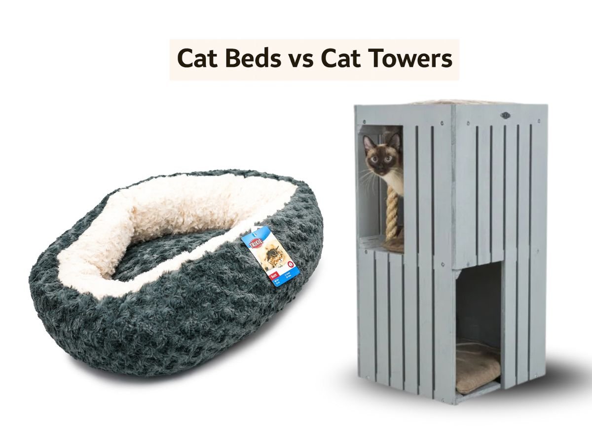 Cat Towers vs Cat Beds