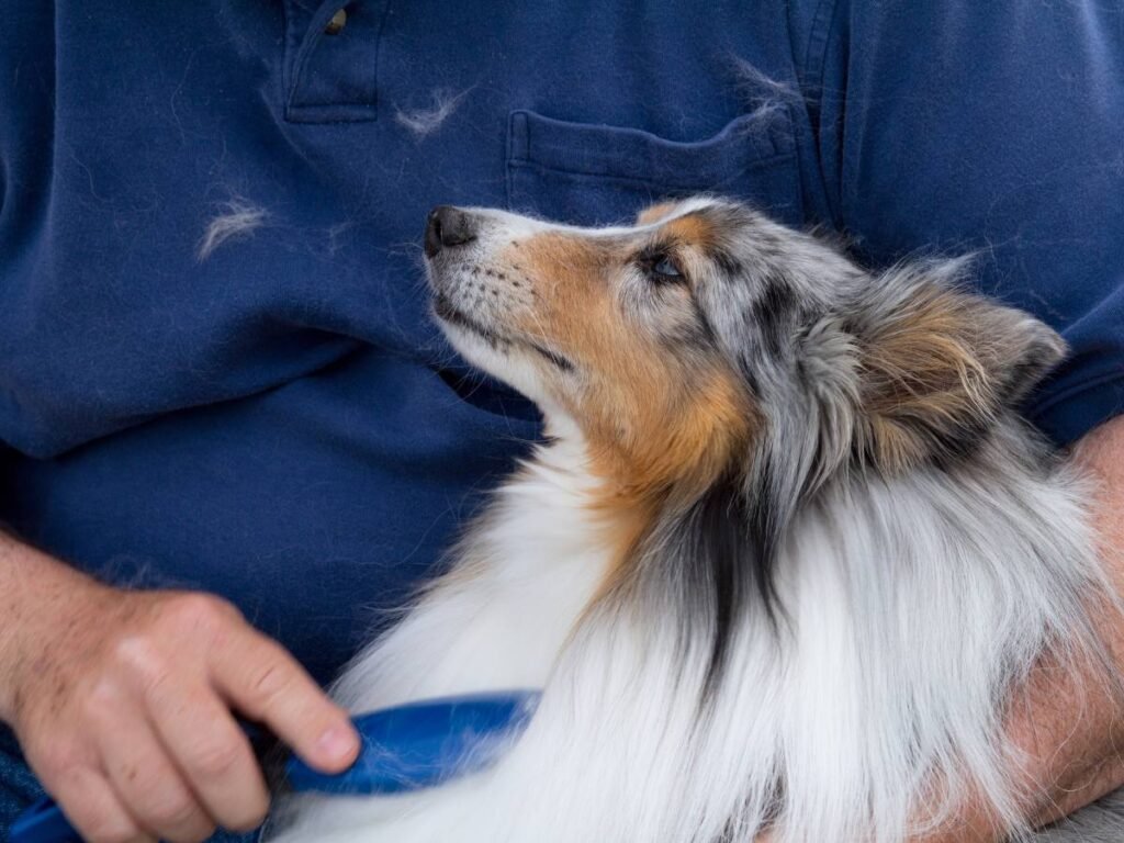 Dog shedding